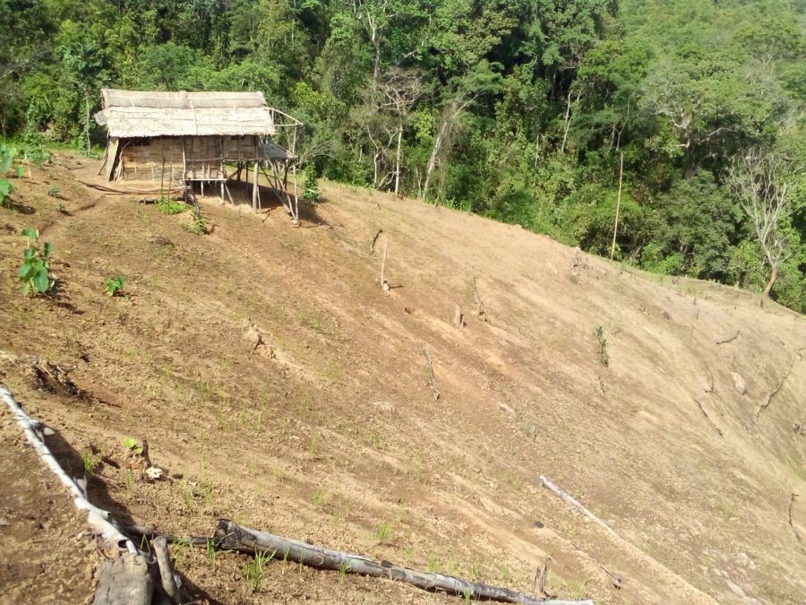 Deficient rainfall has adversely impacted germination of planted seeds in jhum and paddy fields across Nagaland. (Morung Photo)